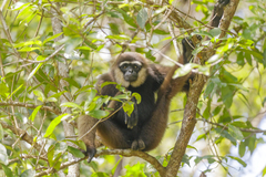 Bornean White-Bearded Gibbon photo 3