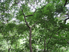Tabernaemontana amygdalifolia