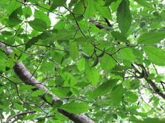 Tabernaemontana amygdalifolia