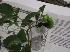 Tabernaemontana amygdalifolia