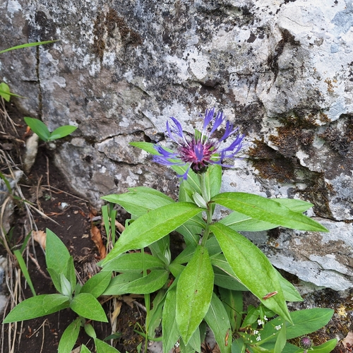 Centaurea mollis, photograph 2