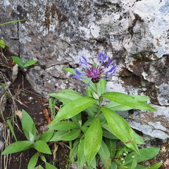 (c) Marek Hrušovský, some rights reserved (CC BY) Centaurea mollis, photograph (c) Marek Hrušovský, some rights reserved (CC BY)
