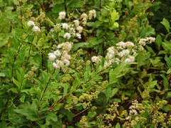 Spiraea alba alba