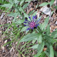 (c) Marek Hrušovský, some rights reserved (CC BY) Centaurea mollis, photograph (c) Marek Hrušovský, some rights reserved (CC BY)