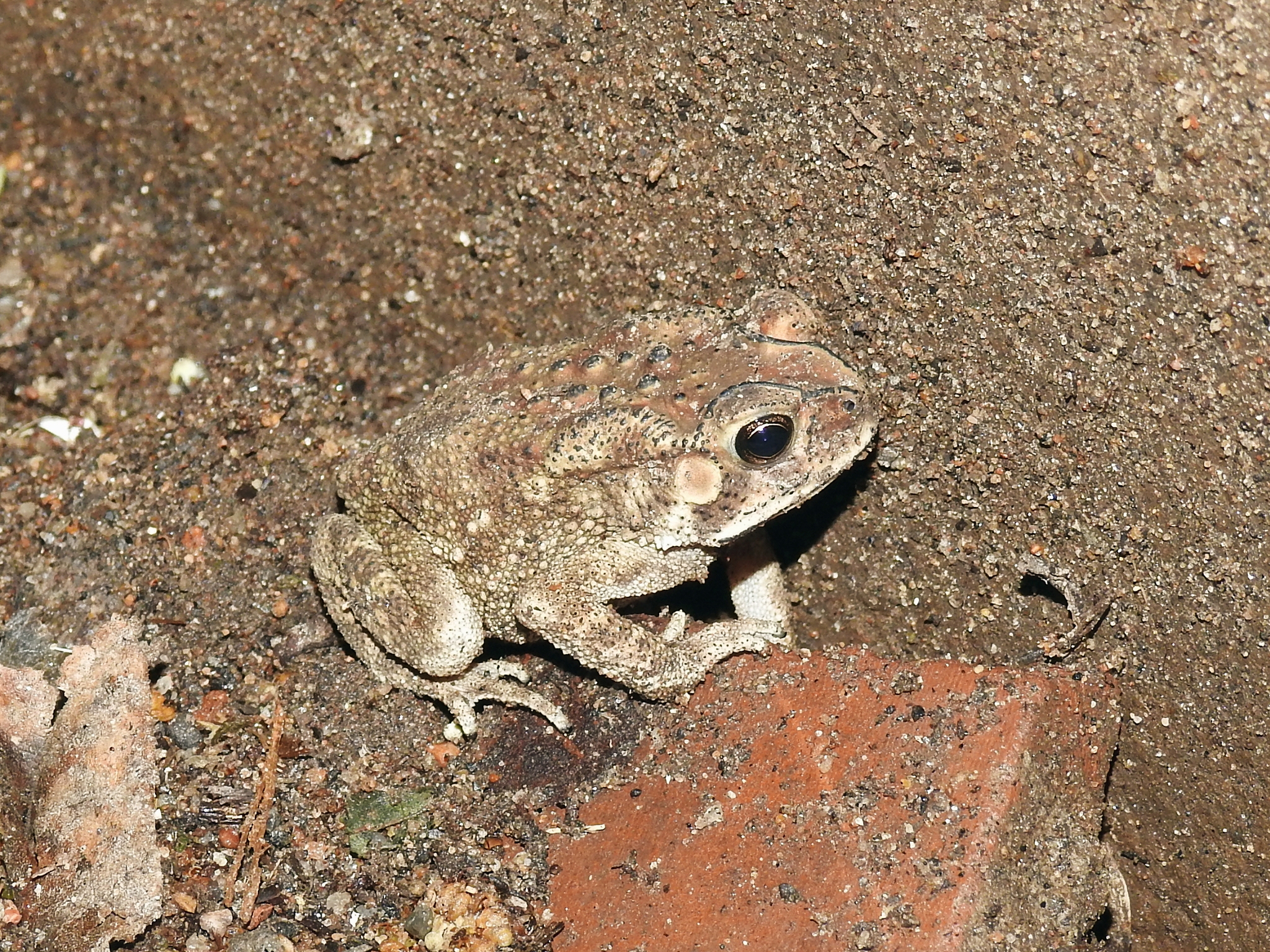 Indian Common True Toad