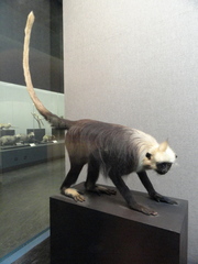 White-Headed Black Langur photo 5