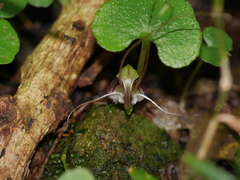 Corybas trilobus