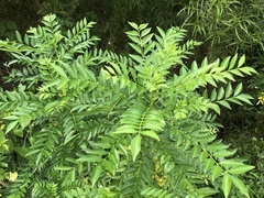 Zanthoxylum avicennae