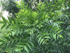 Zanthoxylum avicennae