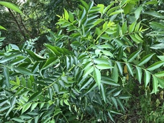 Zanthoxylum avicennae