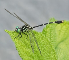 Nepogomphus modestus