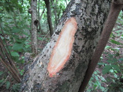 Bursera tomentosa
