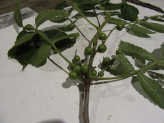 Bursera tomentosa