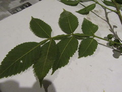 Bursera tomentosa