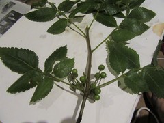 Bursera tomentosa