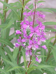 Chamaenerion angustifolium