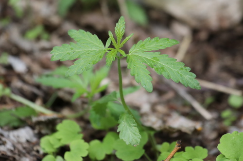 Foto de Cannabis sativa