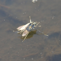 Hydrophorinae