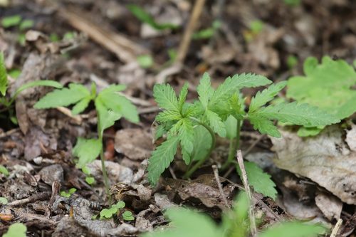 Foto de Cannabis sativa
