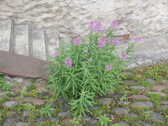 Chamaenerion angustifolium