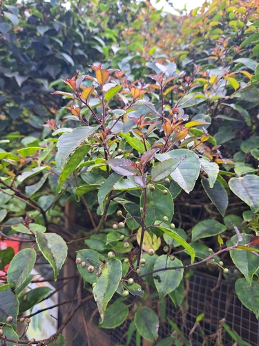 Ilex macfadyenii ssp. ovata