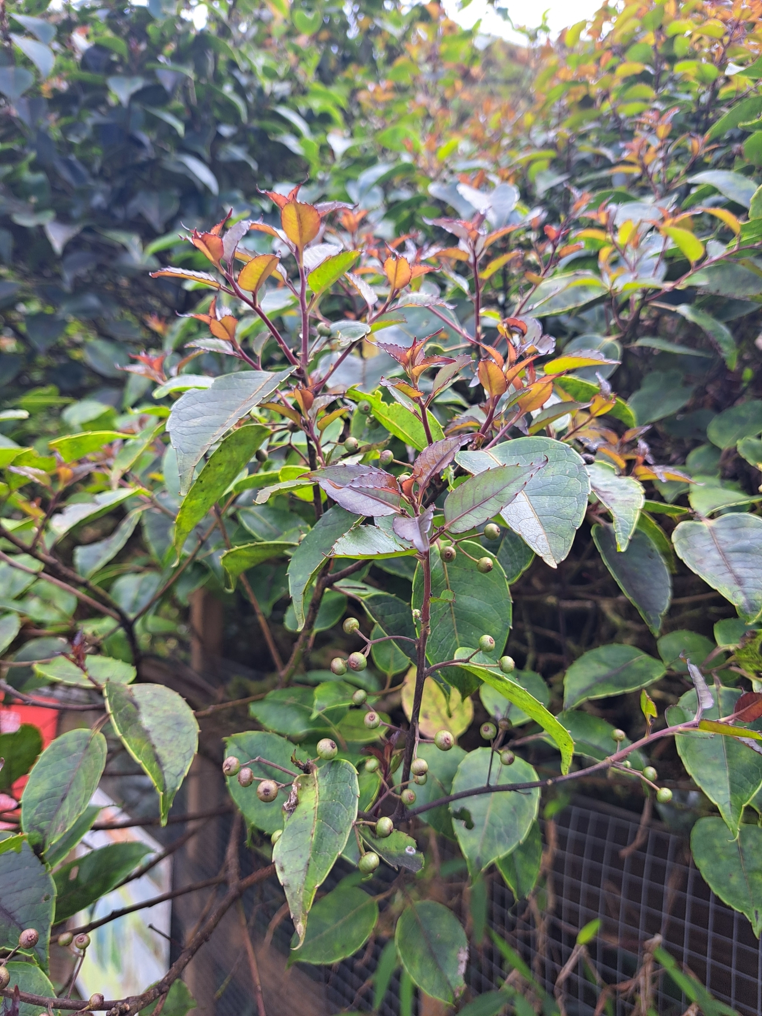Ilex macfadyenii ssp. ovata