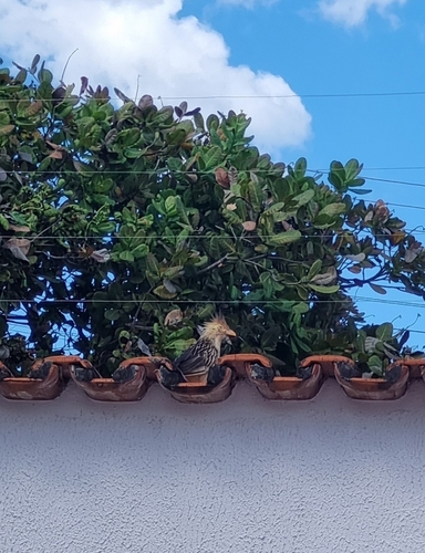 Guira Cuckoo