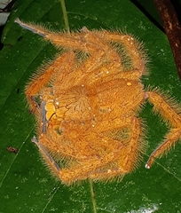Heteropoda davidbowie
