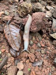 Urocyclidae