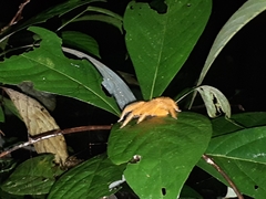 Heteropoda davidbowie