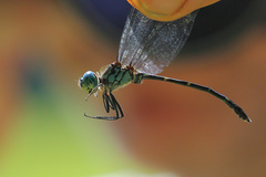 Micrathyria spinifera