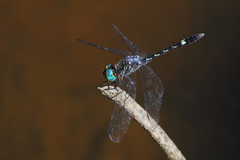 Micrathyria hesperis