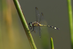 Micrathyria ocellata