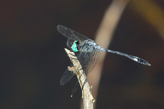 Micrathyria catenata