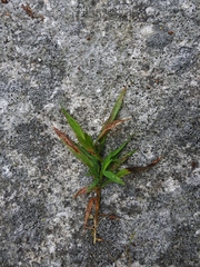 Dichanthelium boreale