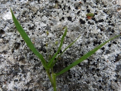 Dichanthelium boreale