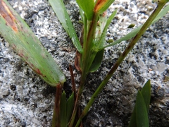 Dichanthelium boreale