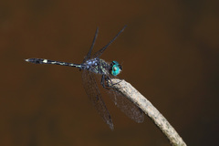 Micrathyria hesperis