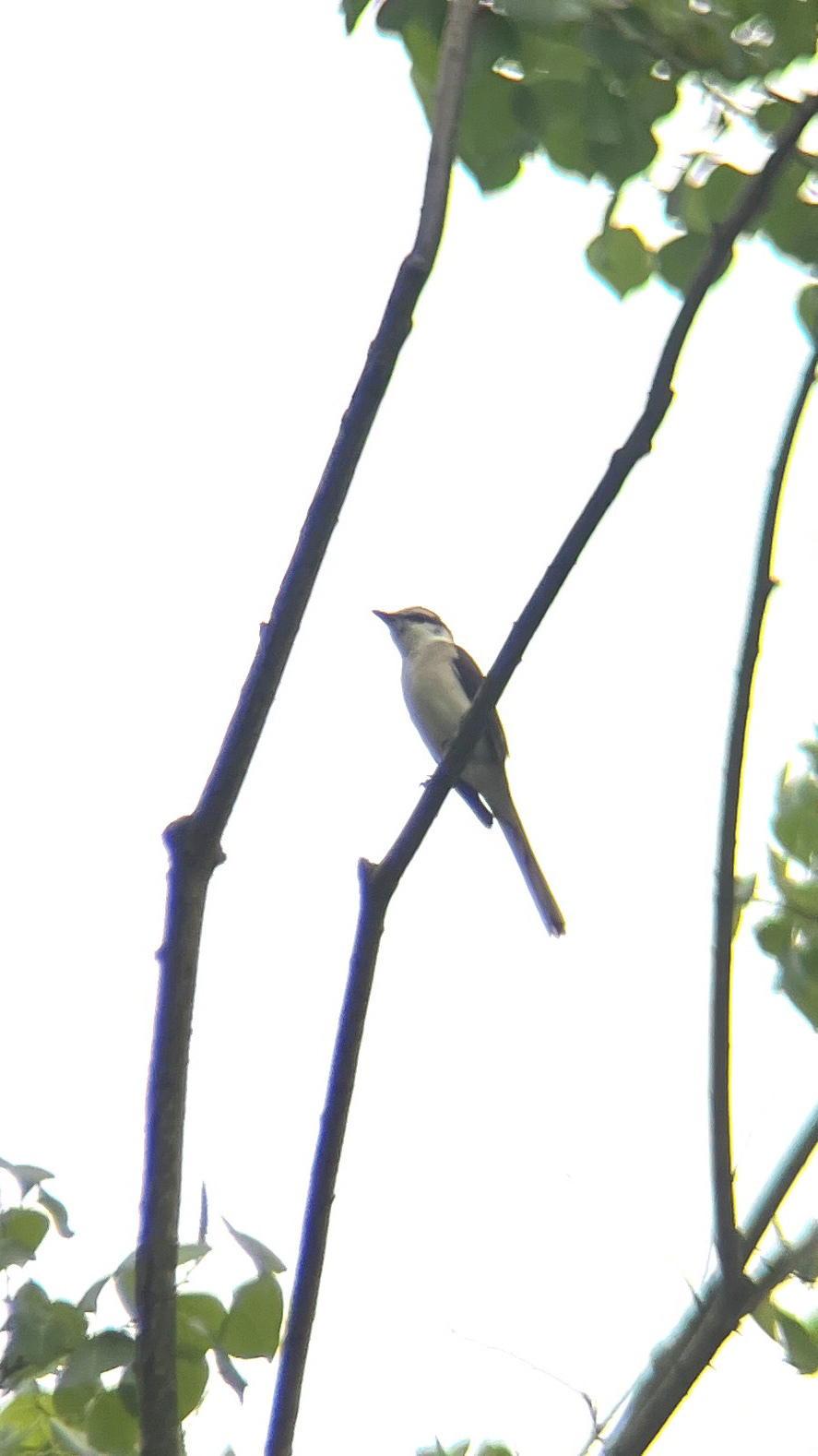 Swinhoe's Minivet