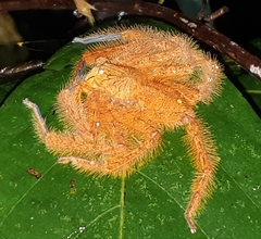 Heteropoda davidbowie