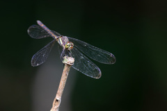 Micrathyria laevigata