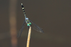 Micrathyria hesperis