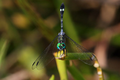 Micrathyria catenata