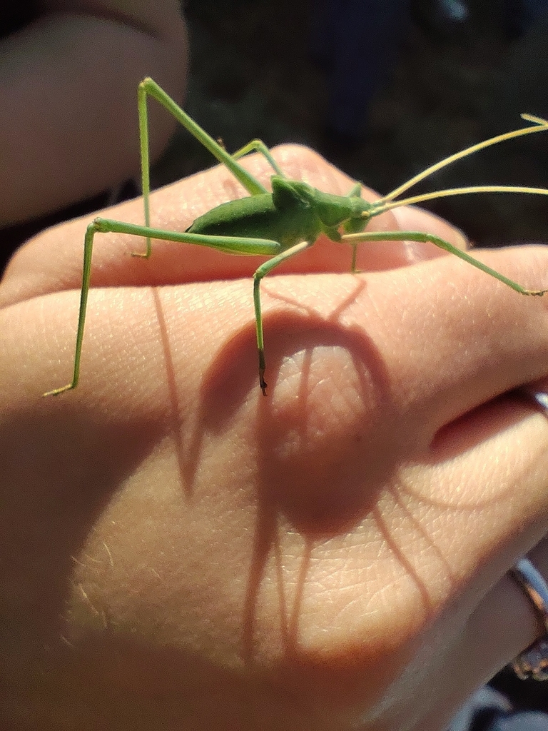 Italian Long-legged Bush-Cricket