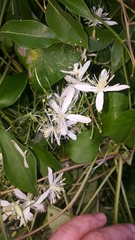 Clematis terniflora