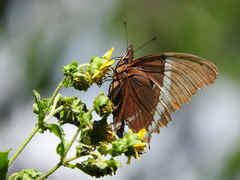Siproeta epaphus epaphus