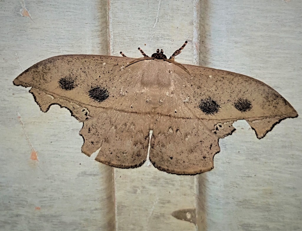 Oxytenis nubila