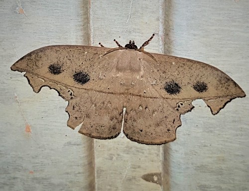 Oxytenis nubila