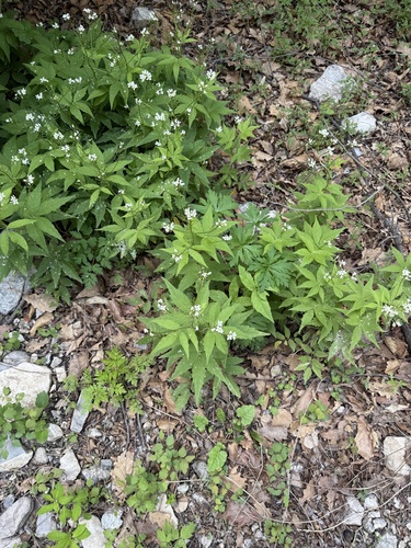 White-flower bittercress (Cardamine leucantha)