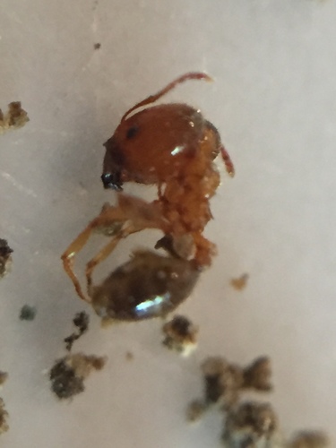 Pallid Big-headed Ant, Via Lasagna 19, Gambettola, Emilia-Romagna, IT, photo 7 of 10